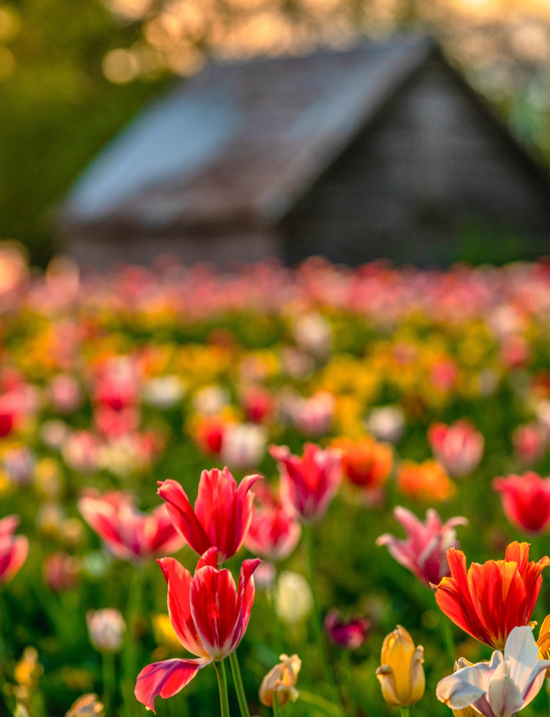 wooden shoe tulip festival farm jeff kenn