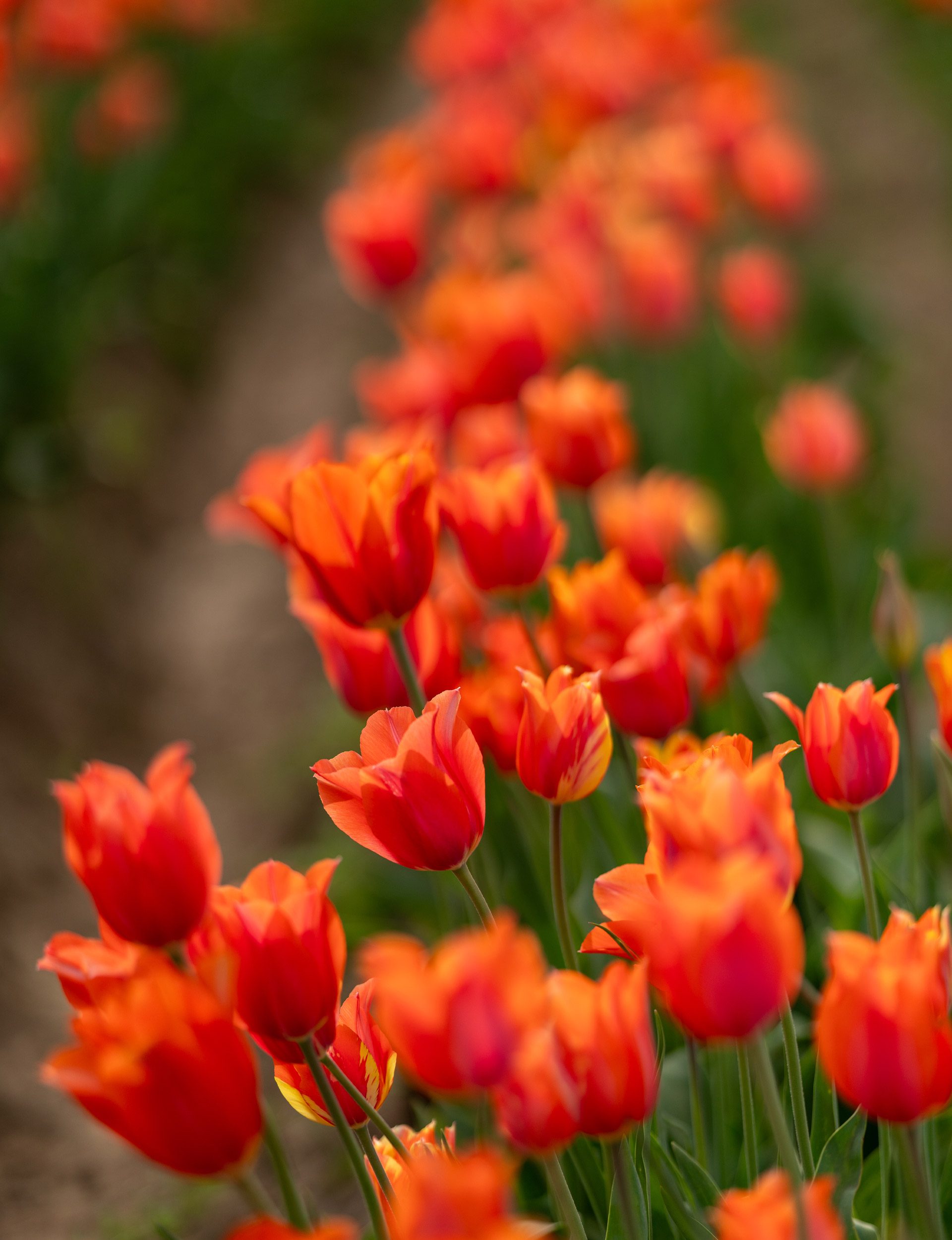 wooden shoe tulip festival farm jeff kenn