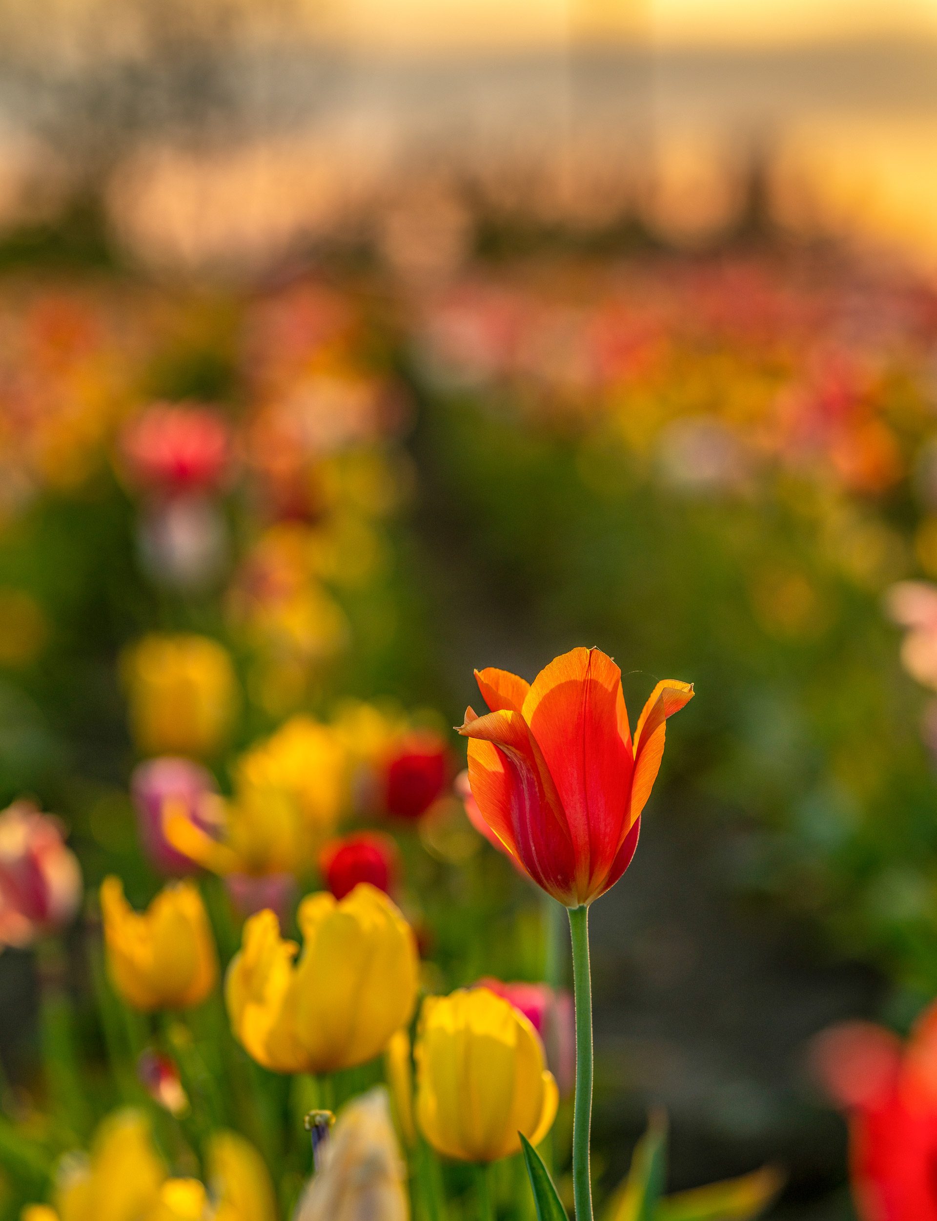 wooden shoe tulip festival farm jeff kenn