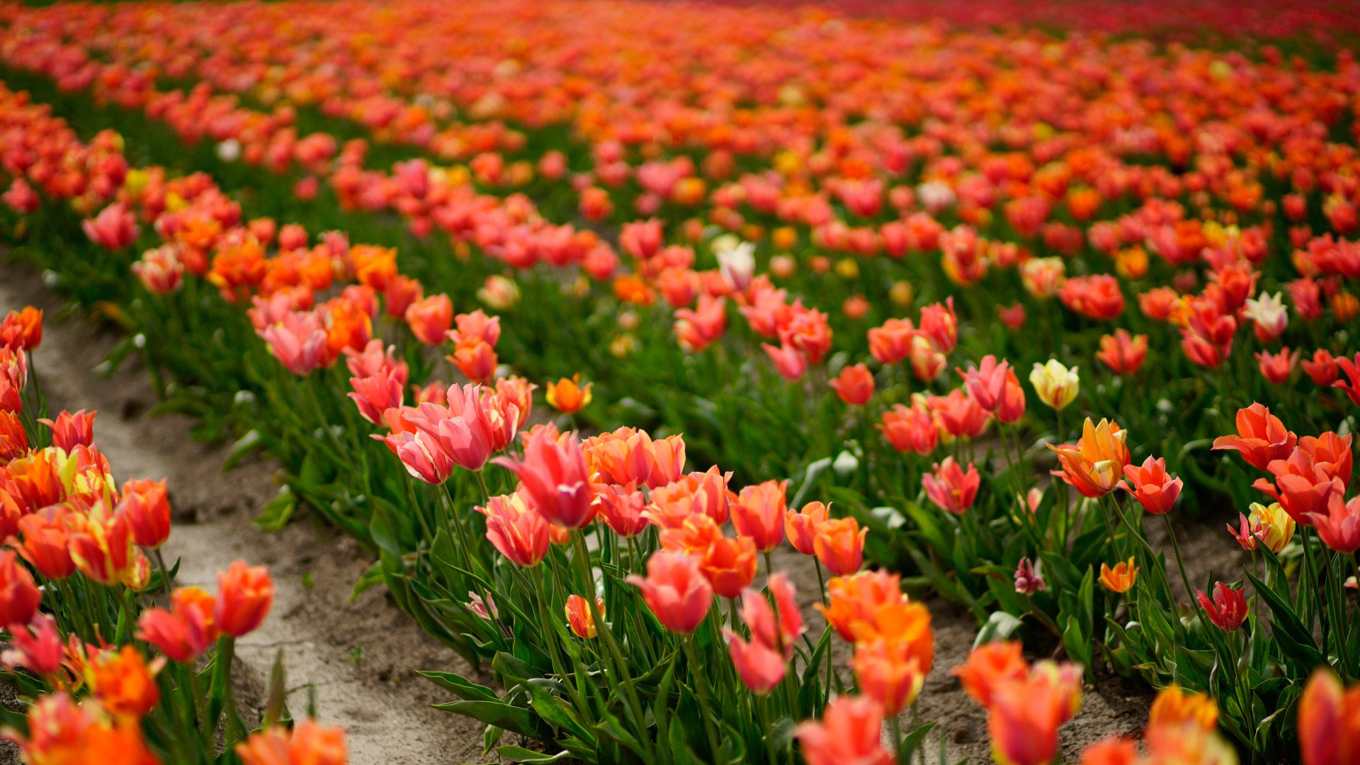 wooden shoe tulip festival farm jeff kenn