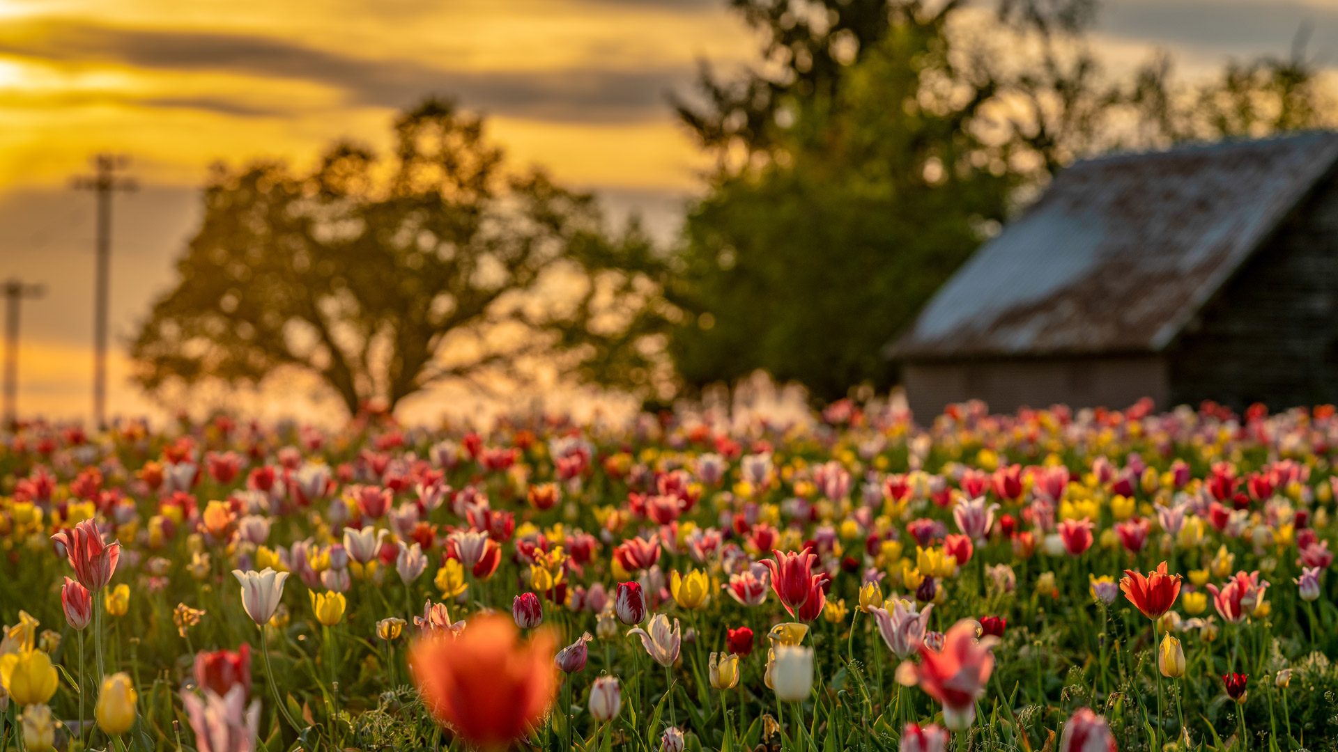 wooden shoe tulip festival farm jeff kenn